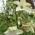 Nicotiana alata 'Blanc pur'